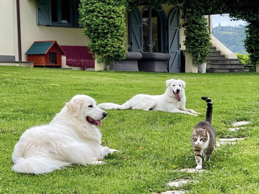 I cani e i gatti di Rondolino
