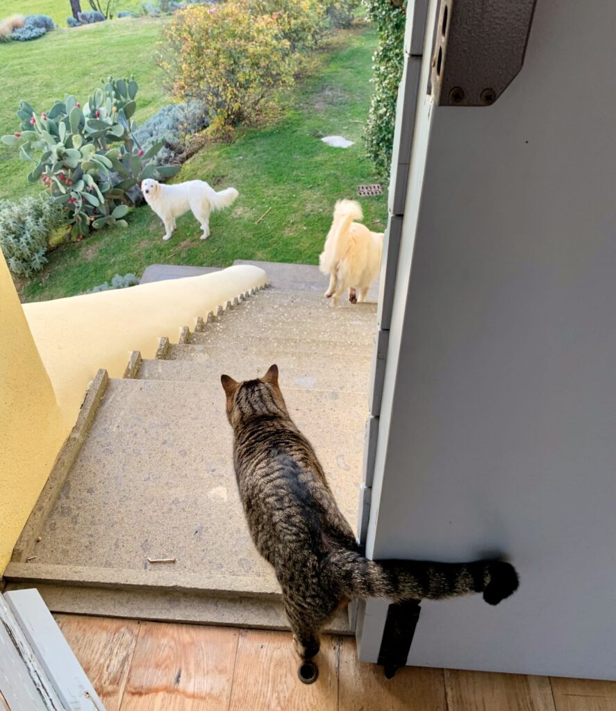 Intervista a Rondolino tra cani e gatti